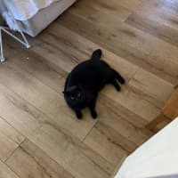 Photo of Kisa