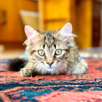 Photo of Varity   In Foster Care In Brunswick East