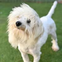 Photo of Quill