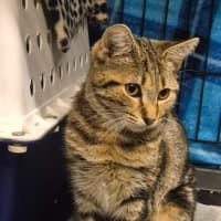 Photo of Autumn   Located In Templestowe