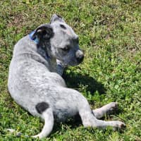 Photo of Scottie   8 Week Old Cattle Dog X