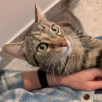 Photo of Hazel   In Foster Care In Brunswick East