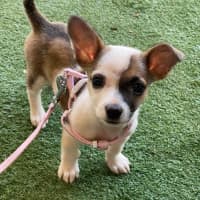 Photo of Fifi