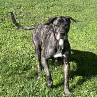 Photo of Coco & Rome 