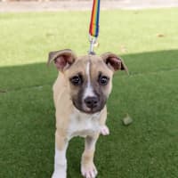 Photo of Lottie Bell