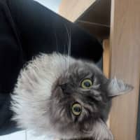 Photo of Juniper