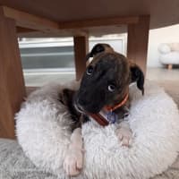 Photo of Luna   9 Week Old Ridgeback X