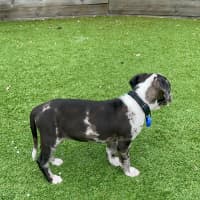Photo of Loki   9 Week Old Catahoula X (Trial)