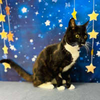 Photo of Flint   Located In Keilor Downs