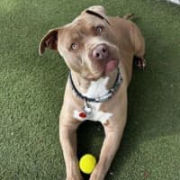 Photo of Peanut