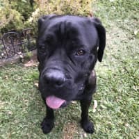 Photo of Billie *$350 Adoption Fee*