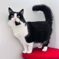 Photo of Merlin   Located In Hawthorn East