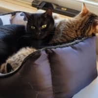 Photo of Sara & Marley