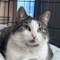 Photo of Soxie