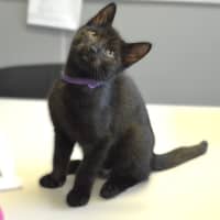 Photo of Kedi