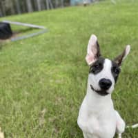 Photo of Wallace
