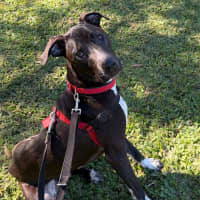 Photo of Buddy