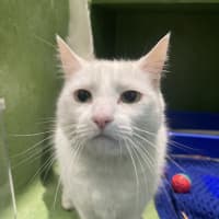 Photo of Tofu