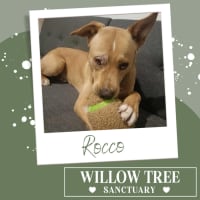 Photo of Rocco