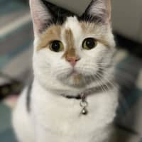 Photo of Poppy