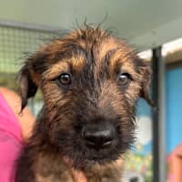 Photo of D1137 Jerome