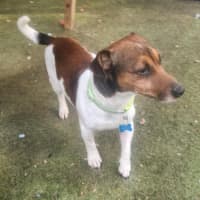 Photo of Rex