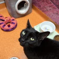 Photo of Shadow 