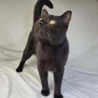 Photo of Butterscotch 