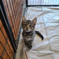 Photo of Tilly (Was Petal)