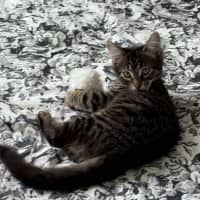 Photo of Lilly & Banjo