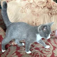 Photo of Mittens   Meet Me At The Adoption Day 28/2