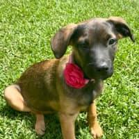 Photo of Lief   12 Week Old German Shepherd X