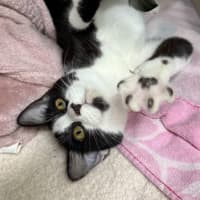 Photo of Apollo