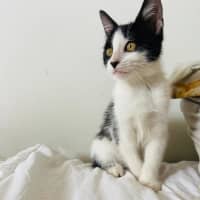 Photo of Chilli