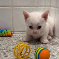 Photo of Karen / Cinnomoroll