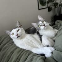 Photo of Cloud & Pebble