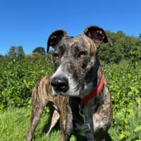 Photo of Maisy *$350 Adoption Fee*