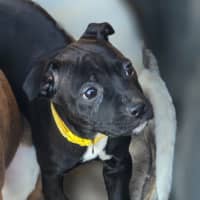 Photo of Junebug