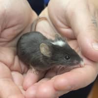 Photo of Anise