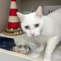 Photo of Snowy