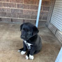 Photo of The Hawaiian Boys!