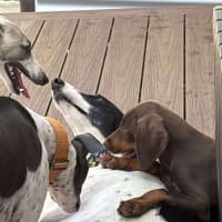 Photo of Perdita, The Greyhound