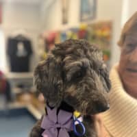 Photo of Nora   14 Month Old Dachshund X Poodle