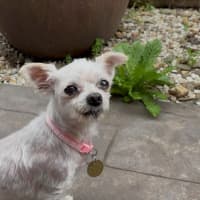 Photo of Fran Drescher