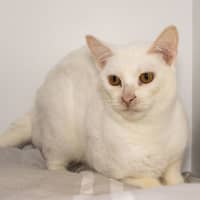 Photo of Marshmallow