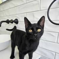 Photo of Sirius ❤️