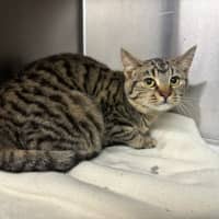 Photo of Miss Molly (Aka Pogo)