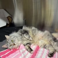 Photo of Mishka