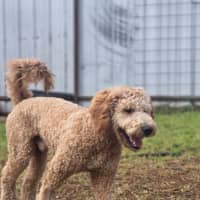 Photo of Milo