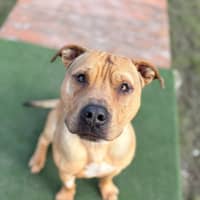 Photo of Tyson